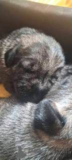 Foto №2 zu Ankündigung № 157212 zu verkaufen schnauzer - einkaufen Serbien 