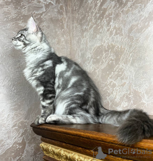 Foto №1. maine-coon-katze - zum Verkauf in der Stadt Quedlinburg | 400€ | Ankündigung № 106944