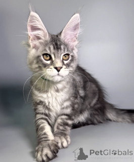 Foto №2 zu Ankündigung № 163663 zu verkaufen maine-coon-katze - einkaufen Deutschland züchter