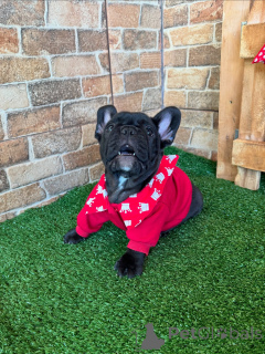 Foto №3. Gesunde, gut sozialisierte Französische Bulldoggenwelpen jetzt erhältlich. Deutschland