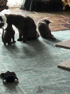 Foto №3. Gesundheit der Mainecoon-Kätzchen garantiert. Schweiz