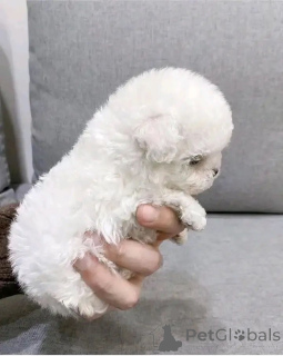 Foto №1. malteser - zum Verkauf in der Stadt Berlin | 650€ | Ankündigung № 161861