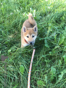 Foto №2 zu Ankündigung № 7862 zu verkaufen shiba - einkaufen Weißrussland quotient 	ankündigung