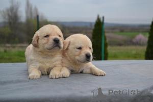 Foto №2 zu Ankündigung № 95791 zu verkaufen labrador retriever - einkaufen Serbien züchter