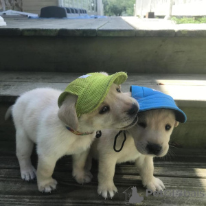 Foto №2 zu Ankündigung № 13376 zu verkaufen golden retriever - einkaufen Deutschland quotient 	ankündigung