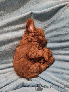 Foto №3. Cockapoo Štenci - Koker I Pudla. Serbien