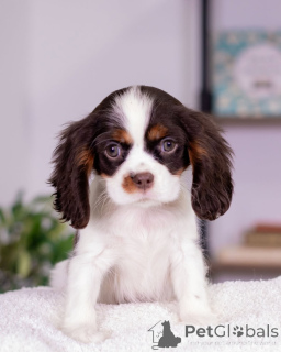 Foto №2 zu Ankündigung № 160716 zu verkaufen cavalier king charles spaniel - einkaufen Island züchter
