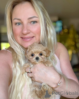 Foto №3. Elite Mini Micro Maltipoo Toy Pudel Pushon. Weißrussland