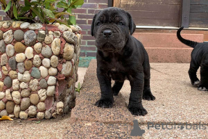 Foto №1. mastino napoletano - zum Verkauf in der Stadt Fieberbrunn | 350€ | Ankündigung № 170151
