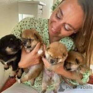 Foto №1. shiba - zum Verkauf in der Stadt Paris | 700€ | Ankündigung № 166753