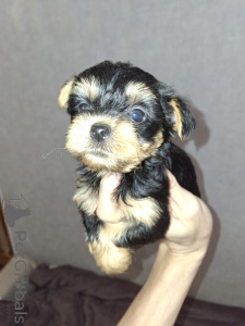 Foto №2 zu Ankündigung № 160686 zu verkaufen biewer terrier, yorkshire terrier - einkaufen Litauen quotient 	ankündigung, vom kindergarten, züchter