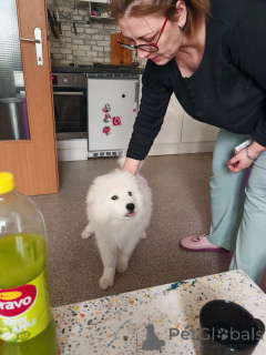 Foto №2 zu Ankündigung № 135235 zu verkaufen samojede (hunderasse) - einkaufen Österreich quotient 	ankündigung