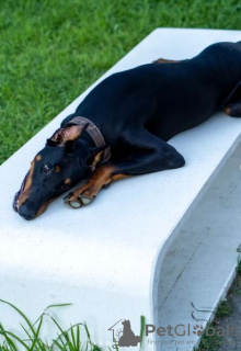 Foto №3. Dobermann-Welpe. Georgien