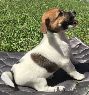Foto №2 zu Ankündigung № 175643 zu verkaufen jack russell terrier - einkaufen Weißrussland 