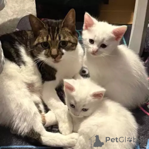 Foto №1. türkisch van - zum Verkauf in der Stadt Bayerbach | 368€ | Ankündigung № 167246