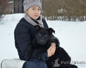 Zusätzliche Fotos: Das Reservat ist geöffnet. Deutscher schäferhund welpen. FCI.