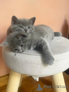 Foto №1. chartreux - zum Verkauf in der Stadt Aachen | verhandelt | Ankündigung № 158803