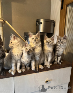 Foto №1. maine-coon-katze - zum Verkauf in der Stadt Bellingham | verhandelt | Ankündigung № 158079