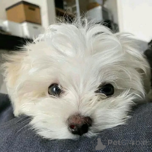 Foto №4. Ich werde verkaufen malteser in der Stadt Lippstadt. quotient 	ankündigung - preis - verhandelt