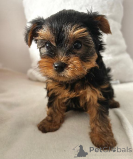 Foto №3. (Yorkshire). Welpen. Deutschland
