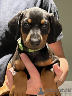 Foto №2 zu Ankündigung № 131711 zu verkaufen dobermann - einkaufen Dänemark quotient 	ankündigung