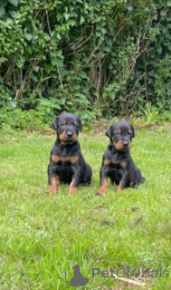 Foto №4. Ich werde verkaufen dobermann in der Stadt Los Angeles. quotient 	ankündigung, züchter - preis - 850€