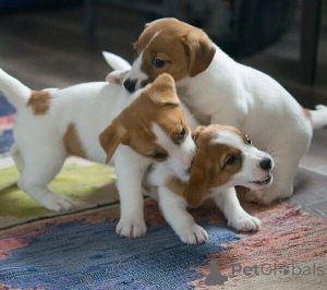 Foto №1. jack russell terrier - zum Verkauf in der Stadt Bielefeld | 500€ | Ankündigung № 149692