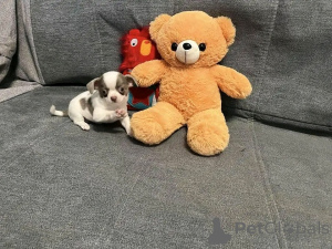 Foto №4. Ich werde verkaufen chihuahua in der Stadt Berlin. züchter - preis - 300€