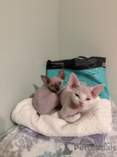 Foto №1. devon rex - zum Verkauf in der Stadt Grossarl | 350€ | Ankündigung № 178575