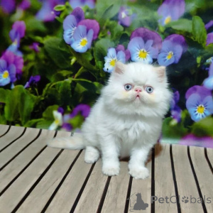 Foto №1. perserkatze - zum Verkauf in der Stadt Donzdorf | 350€ | Ankündigung № 176686