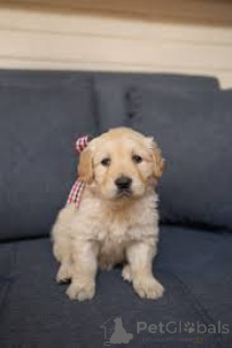 Foto №1. golden retriever - zum Verkauf in der Stadt Helsinki | 900€ | Ankündigung № 169376