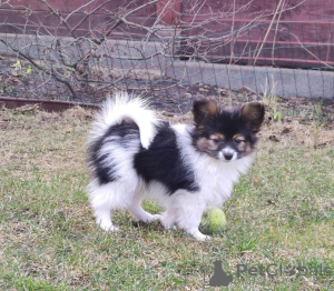 Zusätzliche Fotos: Papillon Welpen aus dem Zwinger!