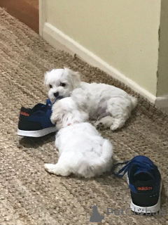 Foto №1. malteser - zum Verkauf in der Stadt Heidelberg | 400€ | Ankündigung № 149055