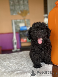 Foto №2 zu Ankündigung № 131746 zu verkaufen pudel (royal) - einkaufen Italien quotient 	ankündigung