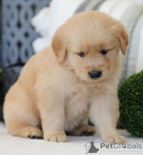 Foto №1. golden retriever - zum Verkauf in der Stadt Antwerpen | Frei | Ankündigung № 167846