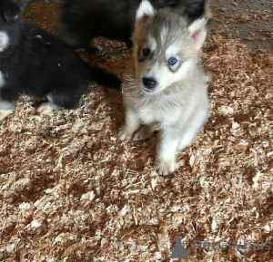 Foto №3. Entzückende Siberian Husky-Welpen. Einlagen entgegennehmen, um sie zu behalten.. Griechenland