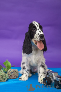 Foto №4. Ich werde verkaufen english cocker spaniel in der Stadt Minsk. vom kindergarten - preis - verhandelt