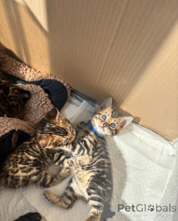 Foto №2 zu Ankündigung № 137214 zu verkaufen bengal katzenrasse - einkaufen Deutschland züchter