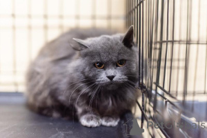 Foto №4. Ich werde verkaufen  in der Stadt Chimki. aus dem tierheim - preis - Frei