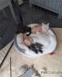 Foto №2 zu Ankündigung № 154211 zu verkaufen maine-coon-katze - einkaufen Deutschland 