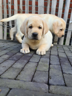 Foto №1. labrador retriever - zum Verkauf in der Stadt Golčův Jeníkov | verhandelt | Ankündigung № 96502