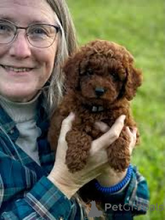 Foto №3. Chiots Caniches sind à la vente erhältlich.. Frankreich