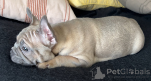 Foto №3. Mädchen der Franzosen Bulldogge. Schweden