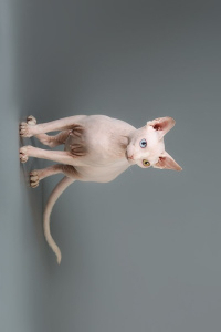 Foto №2 zu Ankündigung № 4362 zu verkaufen sphynx cat - einkaufen Russische Föderation vom kindergarten