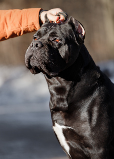 Foto №3. Dog Cane Corso zum Stricken in Litauen. Ankündigung № 3279