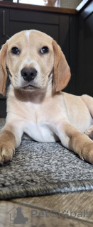 Foto №1. beagle - zum Verkauf in der Stadt Amsterdam | 800€ | Ankündigung № 160860