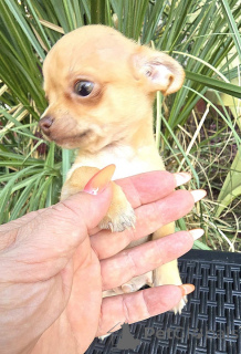 Foto №4. Ich werde verkaufen chihuahua in der Stadt Zenjanin. züchter - preis - verhandelt
