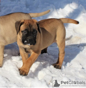 Foto №1. bullmastiff - zum Verkauf in der Stadt Wisconsin Dells | verhandelt | Ankündigung № 110073