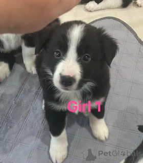 Foto №4. Ich werde verkaufen border collie in der Stadt Wedeln.  - preis - 580€