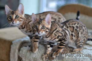Zusätzliche Fotos: Bengal Kätzchen für Sie!
